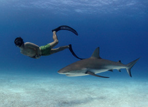 Rob Stewart in Sharkwater Extinction