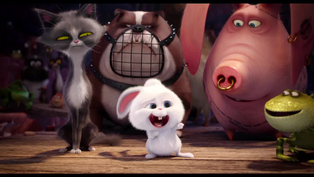 The Secret Life Of Pets Showcases Animal Antics Blu Ray Review And